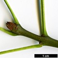 SpeciesSub: subsp. angustifolia